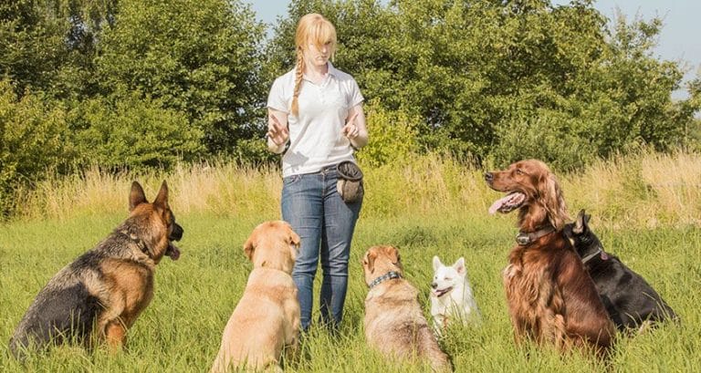A dog trainer works with a group of furry students on basic commands