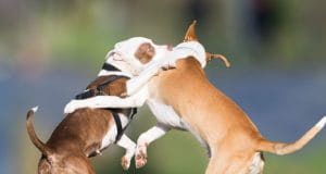 two dogs play rough with each other