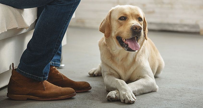 Happy dog sits at owners feet and smiles