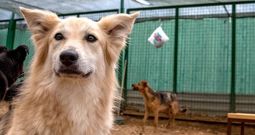 Two dogs at a rescue organization wait for their forever homes