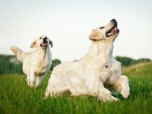 dogs running through grass