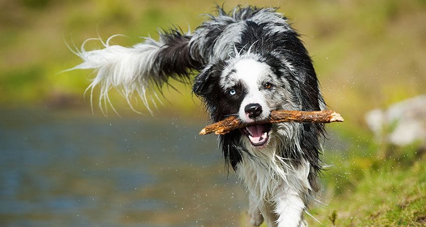 A dog plays fetch with a stick