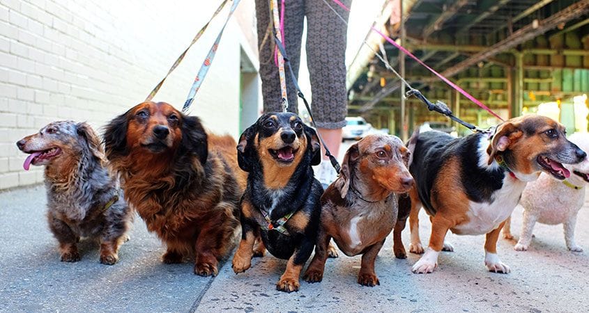 dogs all lined up and ready for a walk