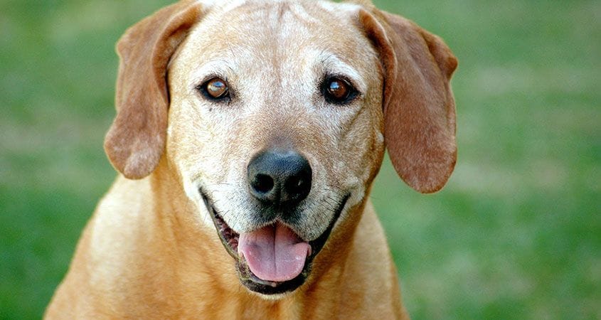 Adopting an older dog will benefit both you and them
