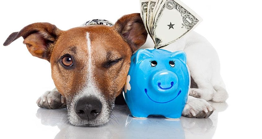a dog can cost money, make sure you are prepared
