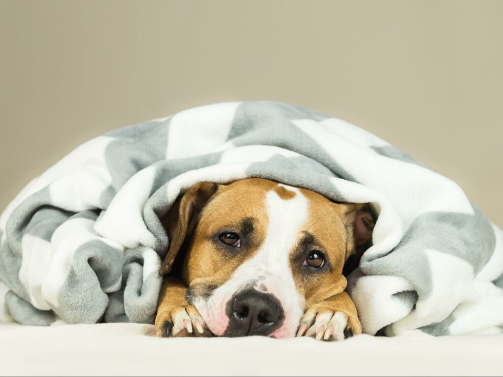 A dog lays down after not feeling well from vomiting. Learn all about why your pup feels sick and vomits. Read here about how you can help your dog feel better.
