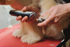Importance of dog clippers