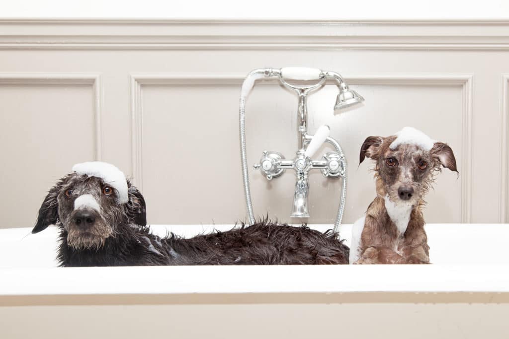 Dogs get a relaxing bubble bath to freshen and clean.