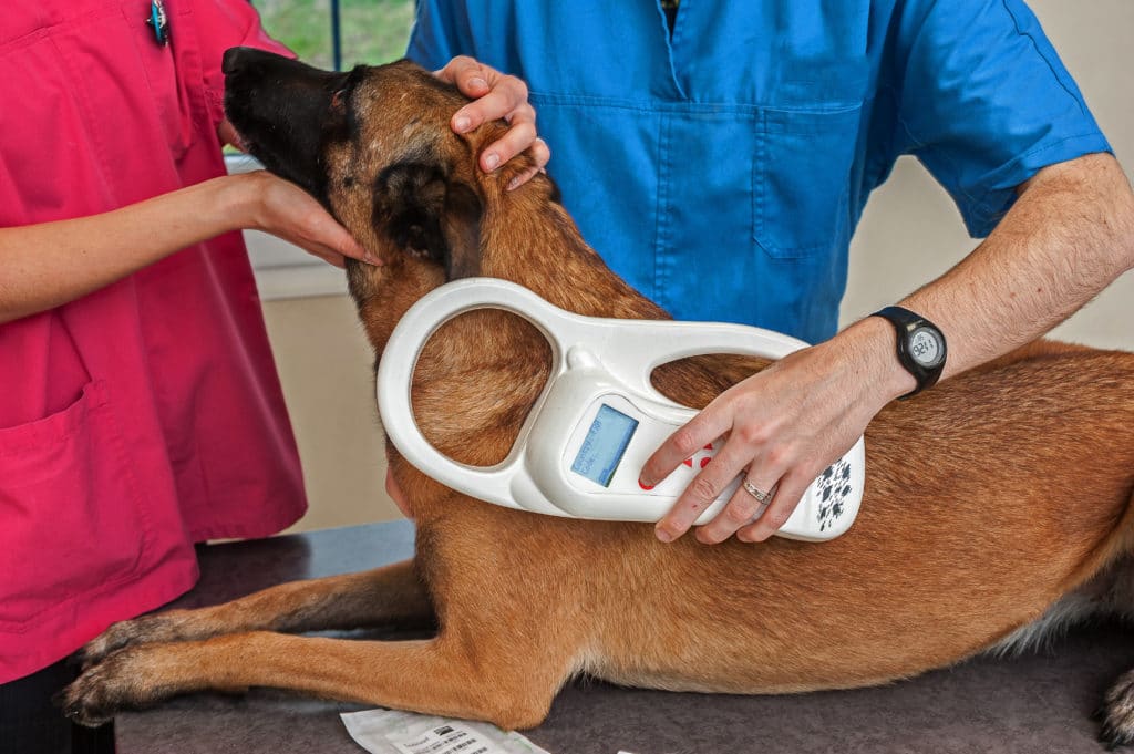 A vet scans a dog for an implanted microchip