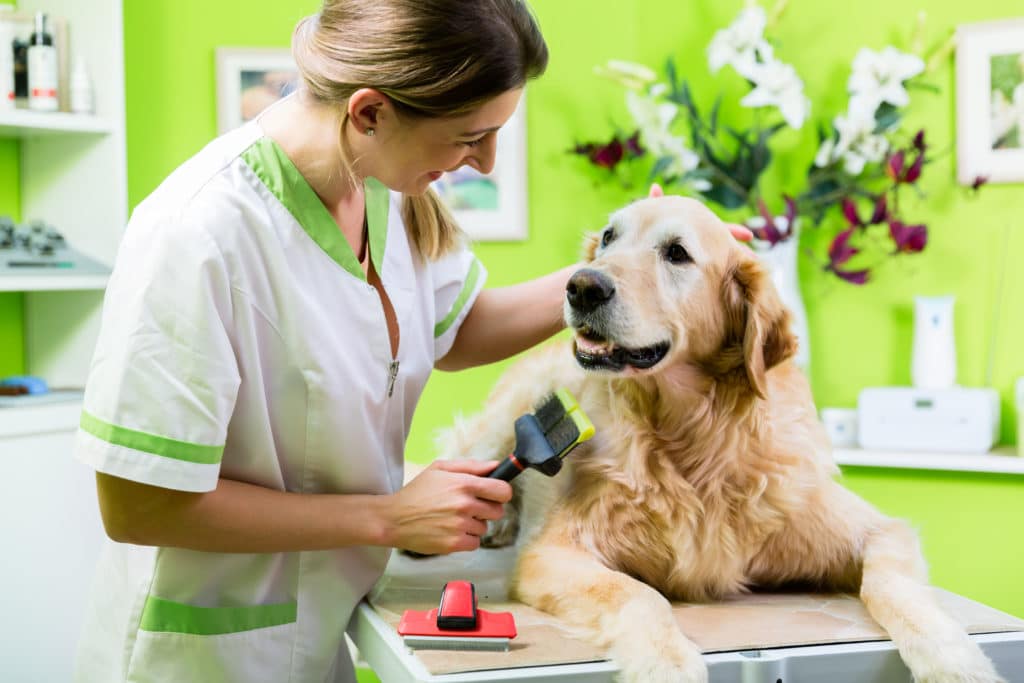 A dog is groomed regularly to check for bites