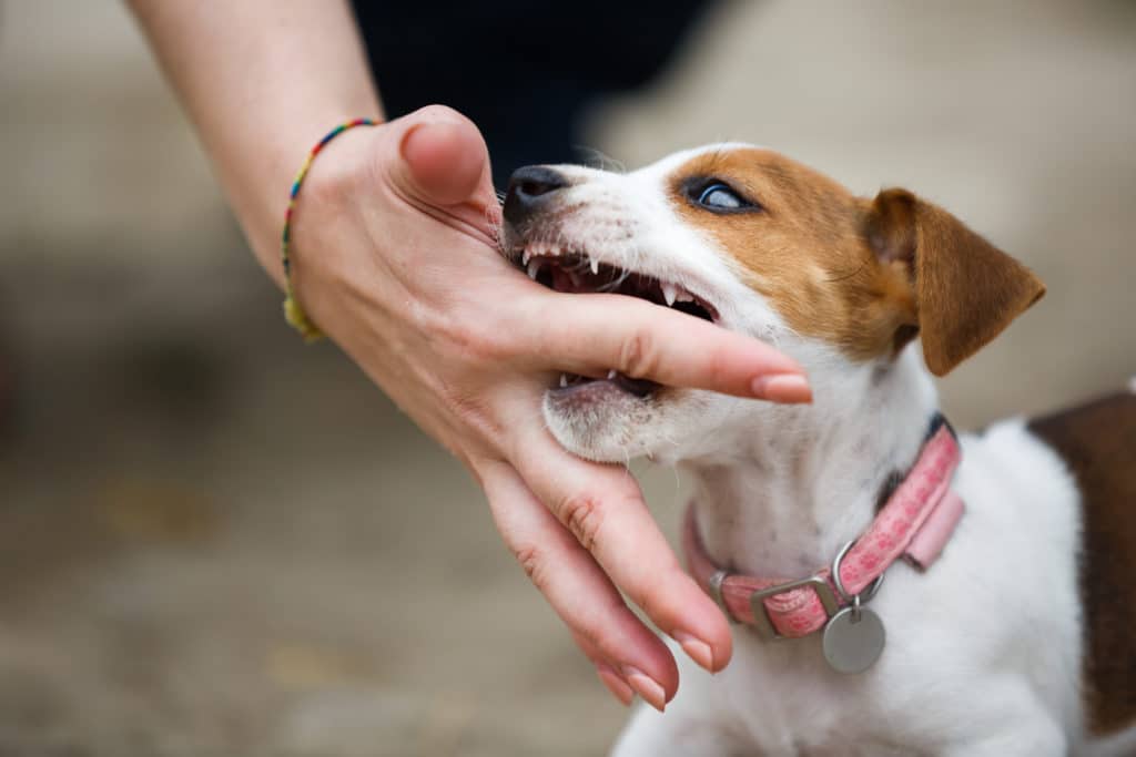 A Jack Russell Terrier puppy bites his owner in a playful manner.