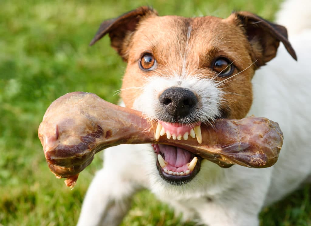 A dog chews intently on a bone.