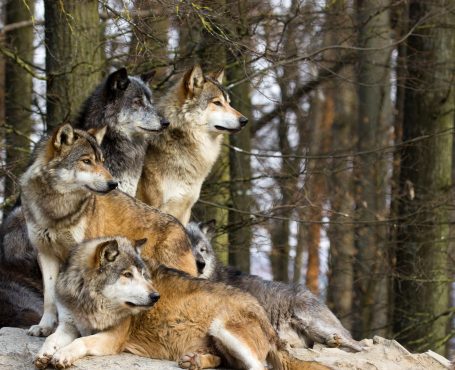 A picture from a pack of wolf sitting on a rock.

Ein Bild von einem Wolfsrudel.