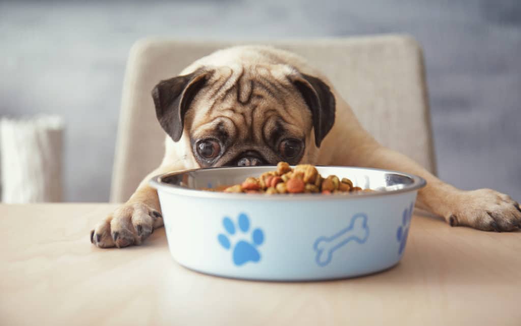A dog looks at a bowl of food.