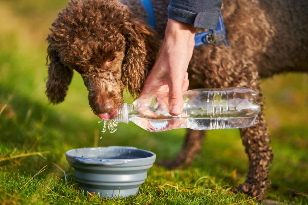 A dog gets some fresh water on a hot day.