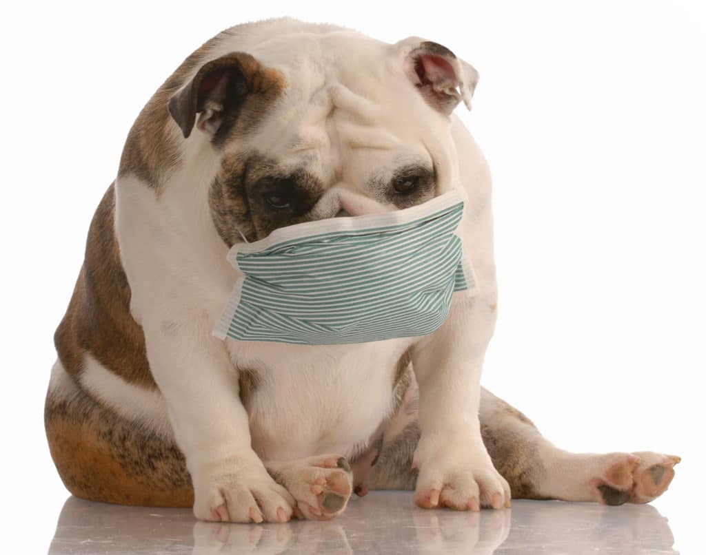 A dog poses with a health mask on.