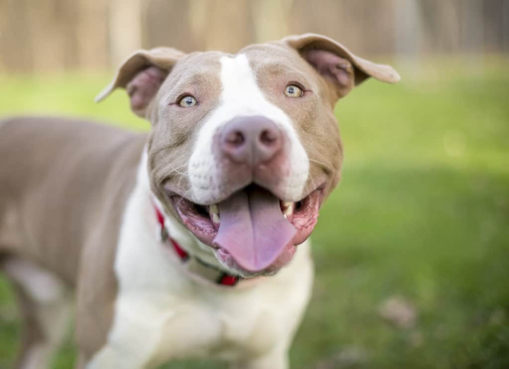 Happy pit bull smiles for the camera and enjoys life outside