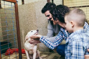 Best practices when adopting dogs.