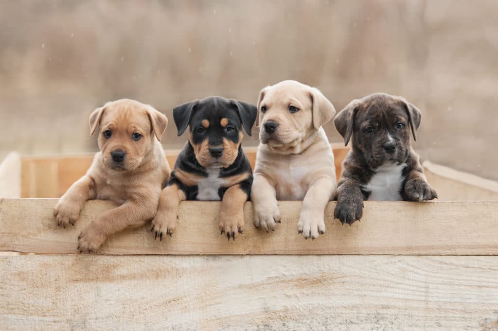 some puppies that made it through the newborn stage are ready for homes