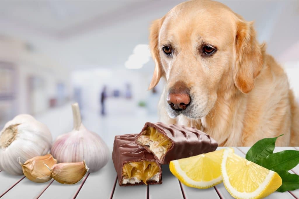 A dog is surrounded by foods he shouldn't have.
