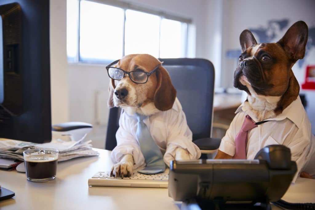 A dog with glasses, shirt and tiesits in on a meeting