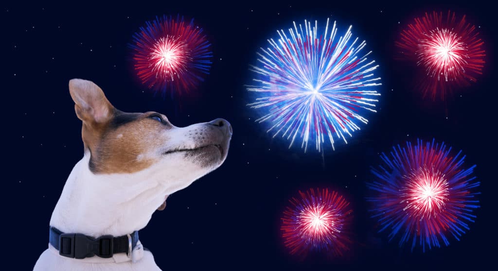 A dog watched fireworks.
