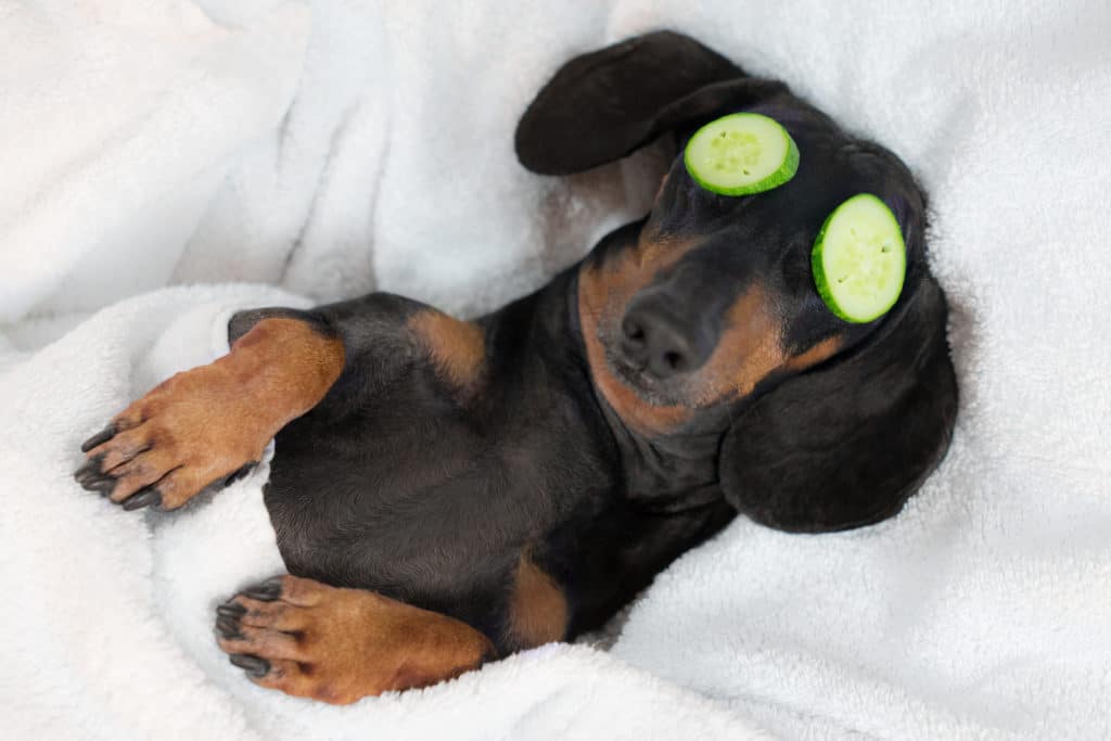 A silly dog relaxes with cucumbers on her eyes.