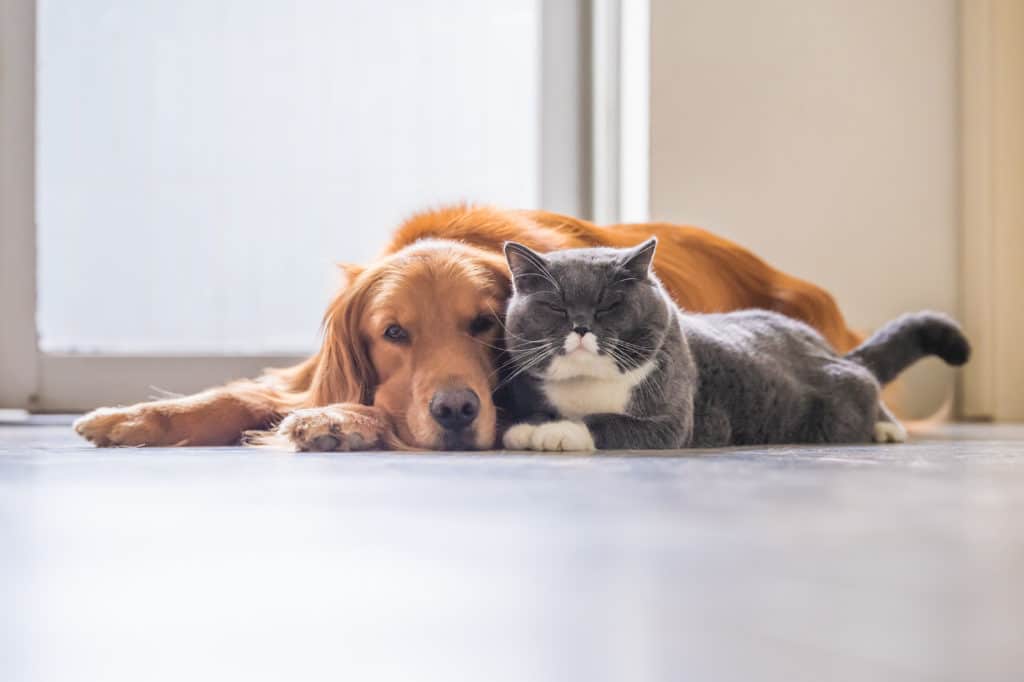 A dog and cat have become friends and live together peaceably