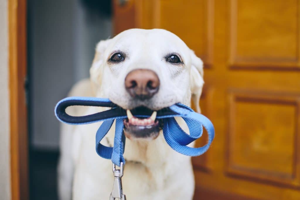 a dog has a leash in his mouth, ready for a walk