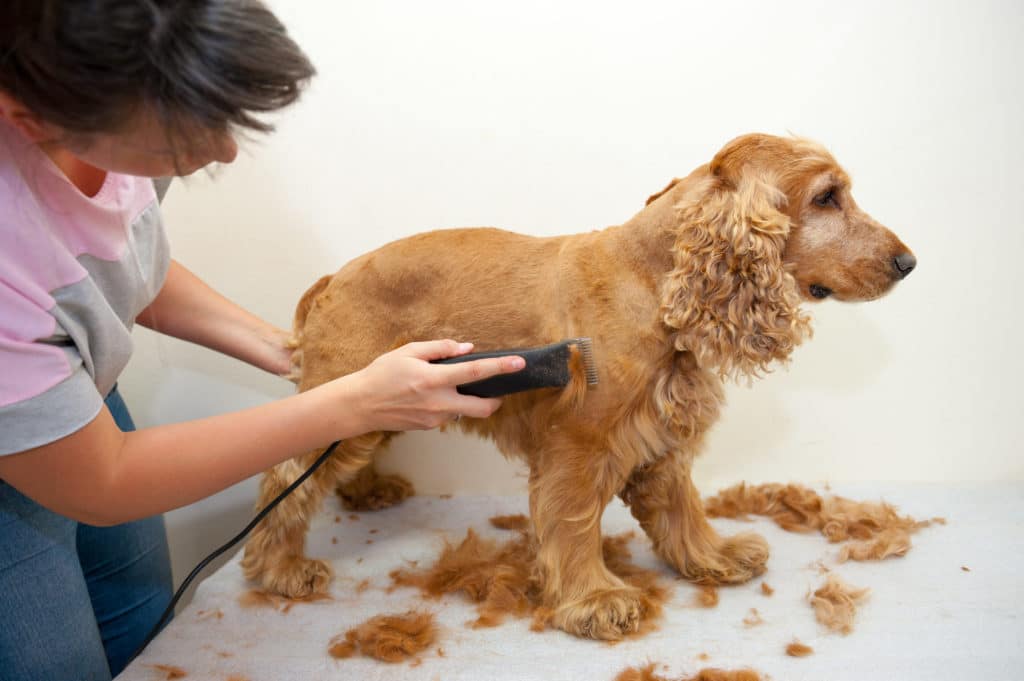 A woman gives her puppy a much-needed hair cut