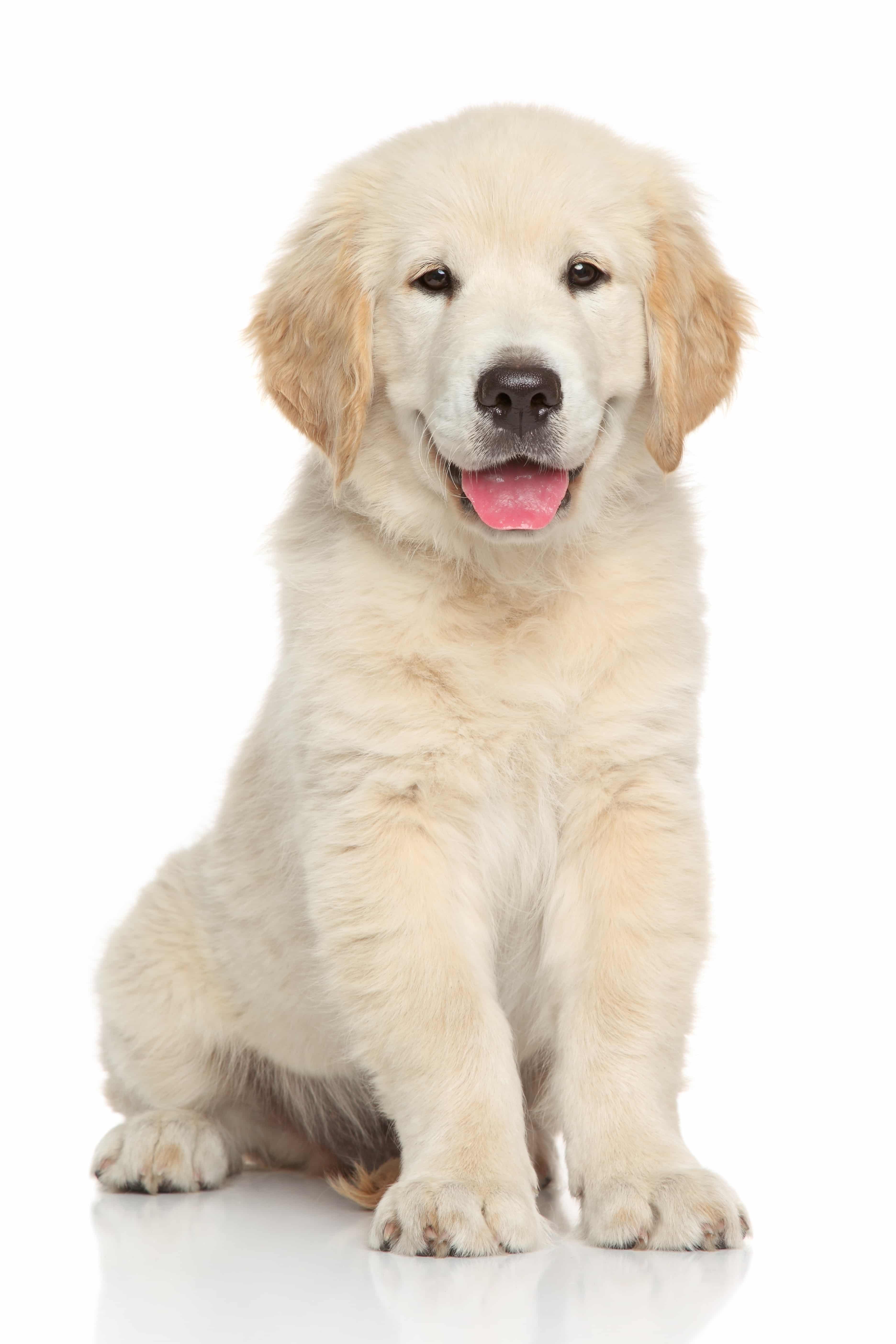 Golden retriever puppy. Portrait on white background