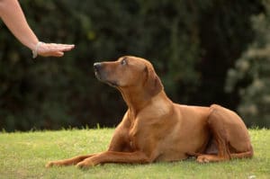 A dog receives obedience training with a professional