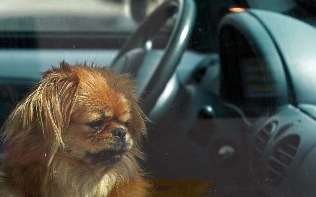 a dog waits in the car for a trip