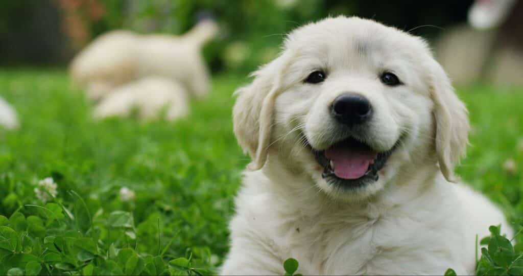 A happy puppy playing in the grass with two other puppies in the background.