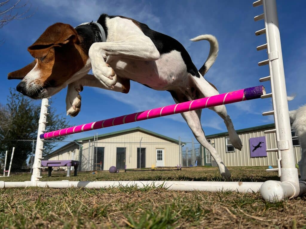 A dog jumps a bar on his backyard agility course.