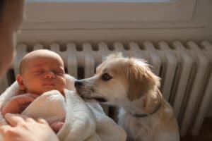 A newborn baby is introduced to the family dog