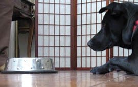 a dog waits for his food by staring at his bowl