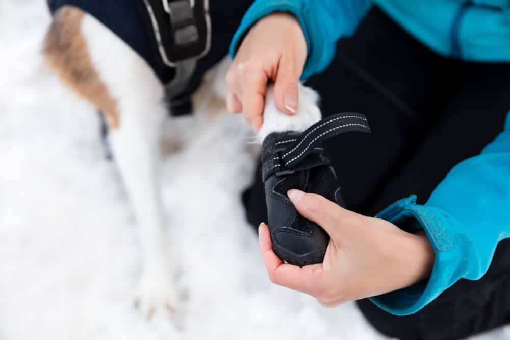 A pet owner puts warm booties on her dog’s paws to protect against the cold snow, ice, and other elements they will encounter on their winter walk.