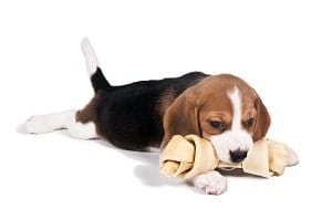 dog allergies - caring for beagles - cesar’s way