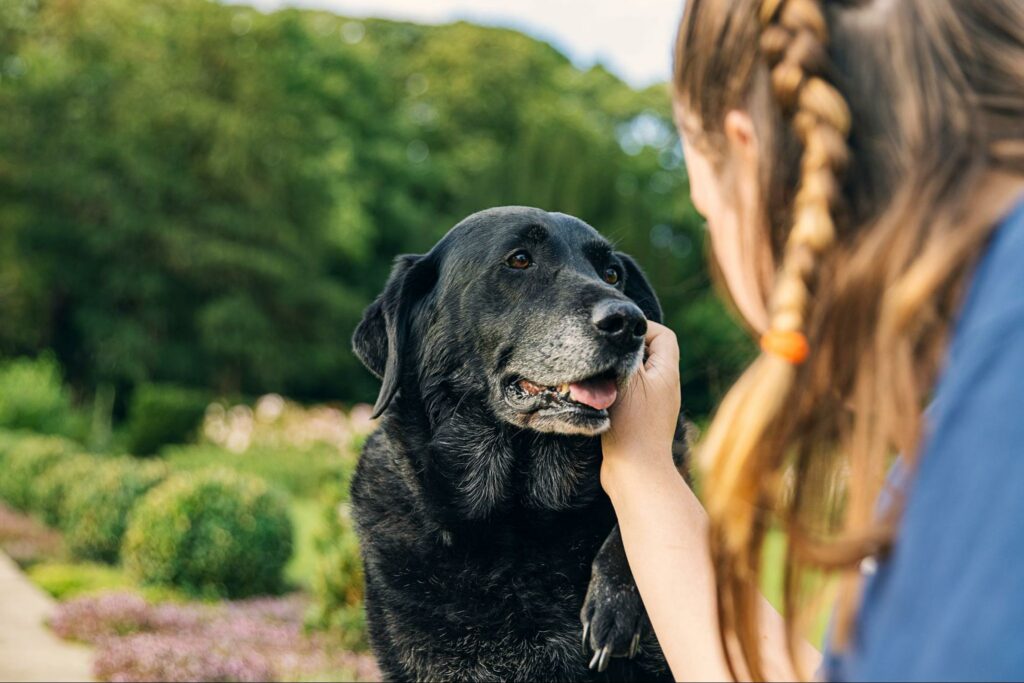 As a dog becomes older, it is essential to understand how to care for them in this unique stage of life. Read here for ways you can best help your aging pet.