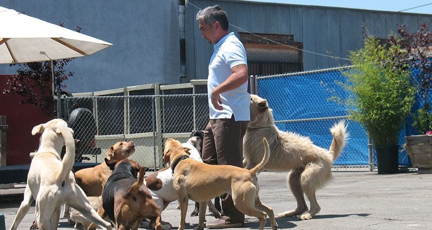 Cesar Millan works at his training facility with a group of dogs.
