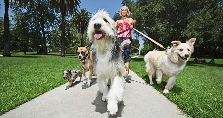 A dog walker sets out with many dogs for a walk