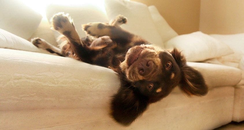 Cute puppy lays comfortably in a safe bed