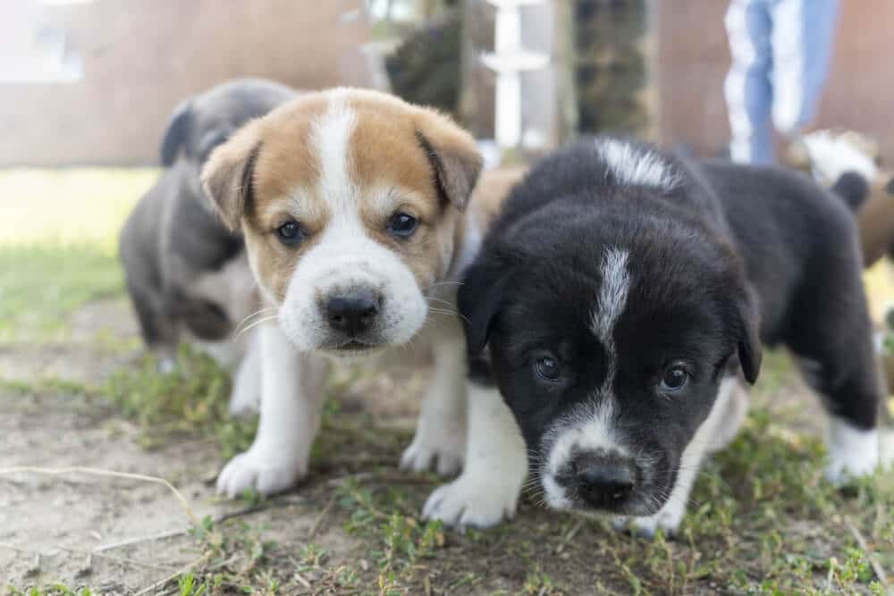 Puppies from a reputable breeder enjoy some playtime on a nice spring day. Avoid puppy mills and retail stores, and choose to adopt or purchase from a trusted breeder.