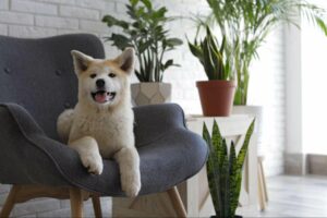 A dog sits on a chair surrounded by houseplants that will not harm him if he eats one. Learn about what houseplants are dangerous for your furry friend.