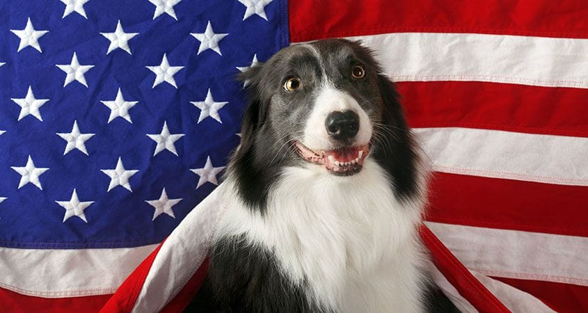 A dog sits in front of an American Flag