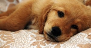 a puppy is sick with diarrhea