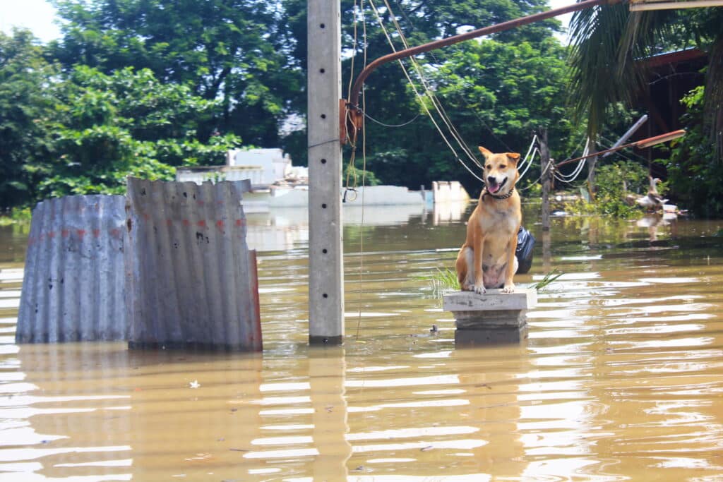 A dog waits to be rescued after a hurricane.