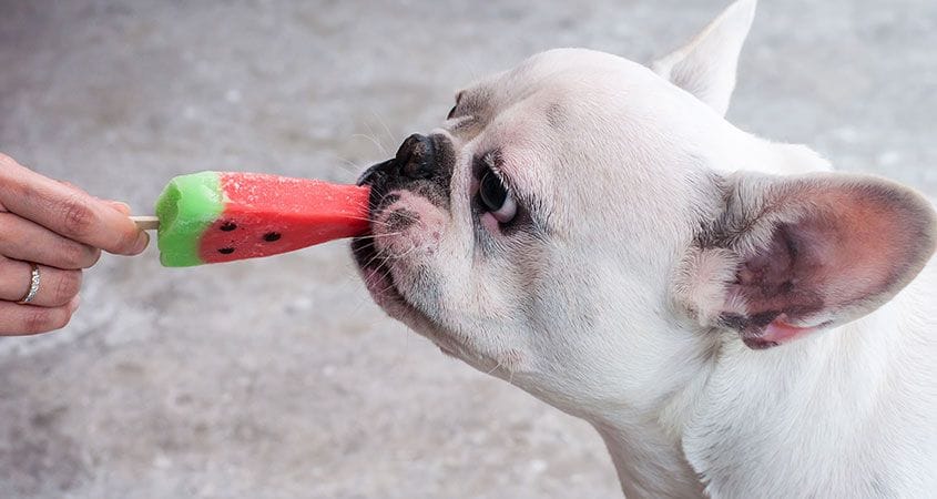 A dog enjoys a pet-friendly cold treat