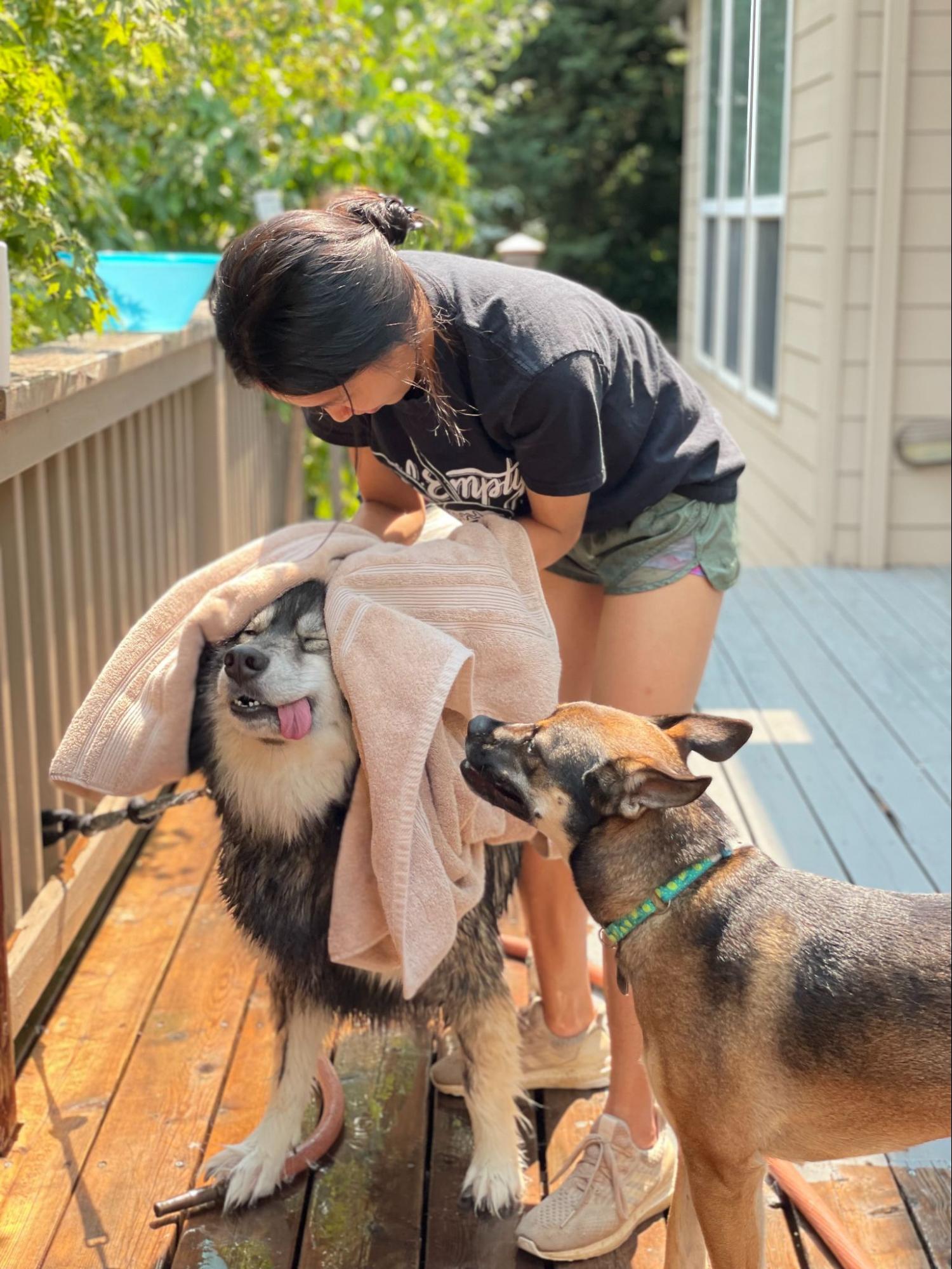 Woman gives her pups a bath to clean fur from allergens from pollen and grass